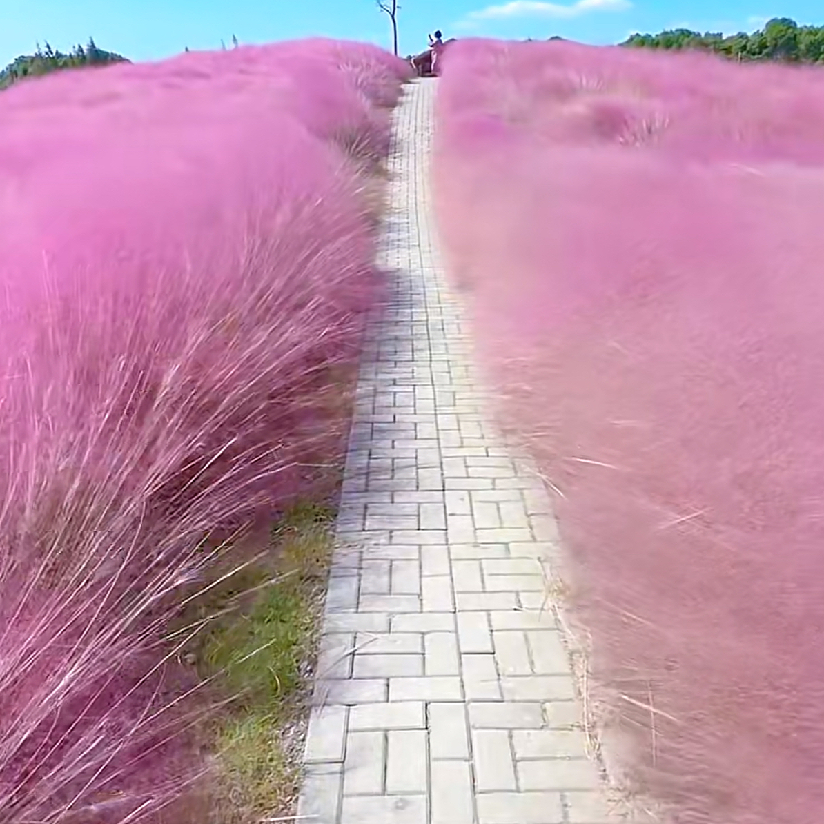 粉黛乱子草多年生观赏草耐热适合花海打造