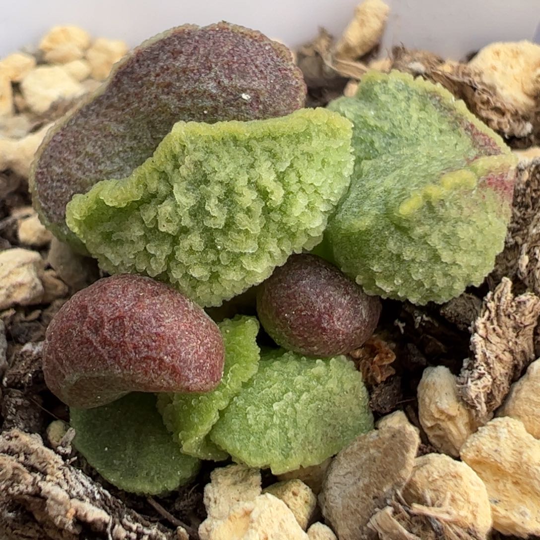 6号实生新品多肉植物水泡