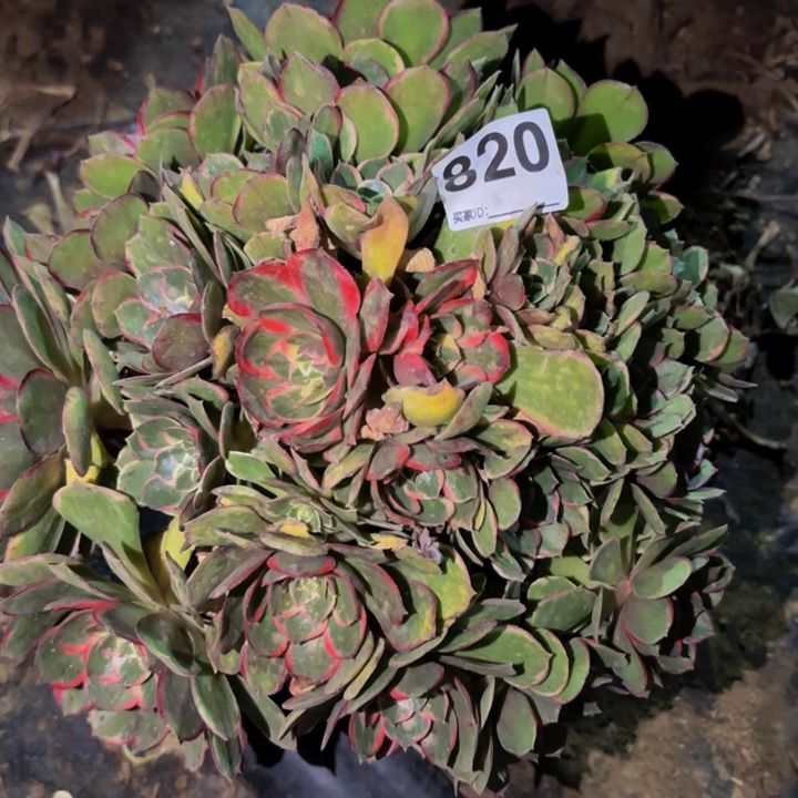 820粉花妖多肉植物不售后