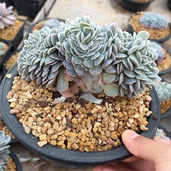 汉堡群生缀化多肉