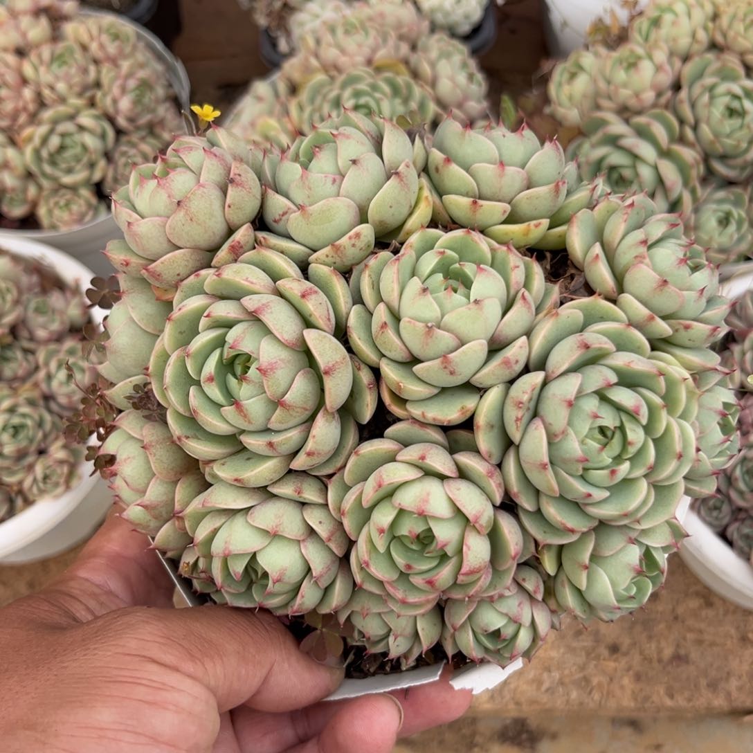 本吧多肉植物的植物