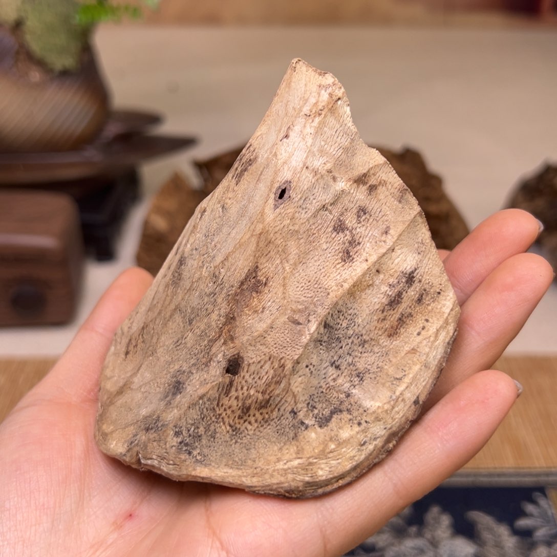 【闪购商品】香榧木木艺品海南大山包壳胚料(不退换)