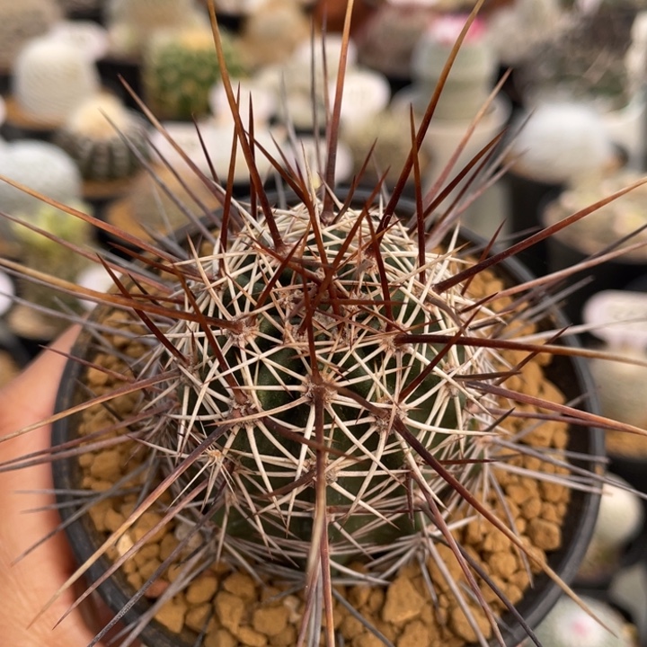 司虾          实生根