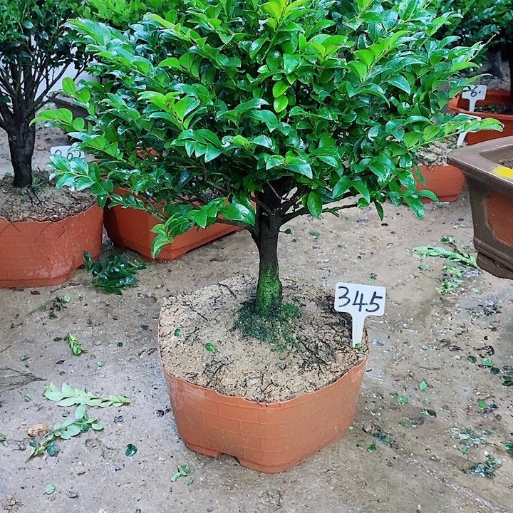 当前无花栽培后可以开花