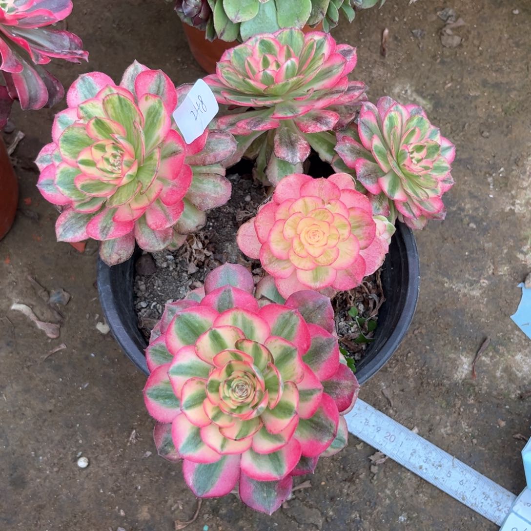 多肉植物倾城248