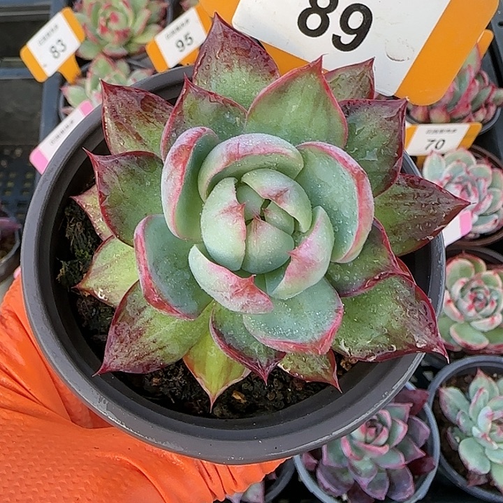 89 惊鸿仙子多肉植物6-9cm