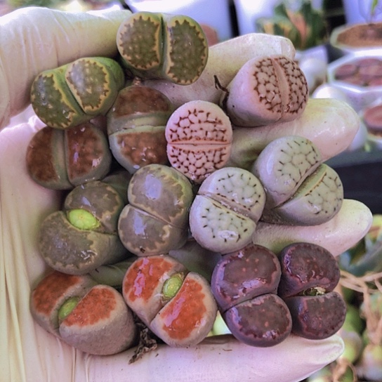 无花朵0543，7颗不同品种双头