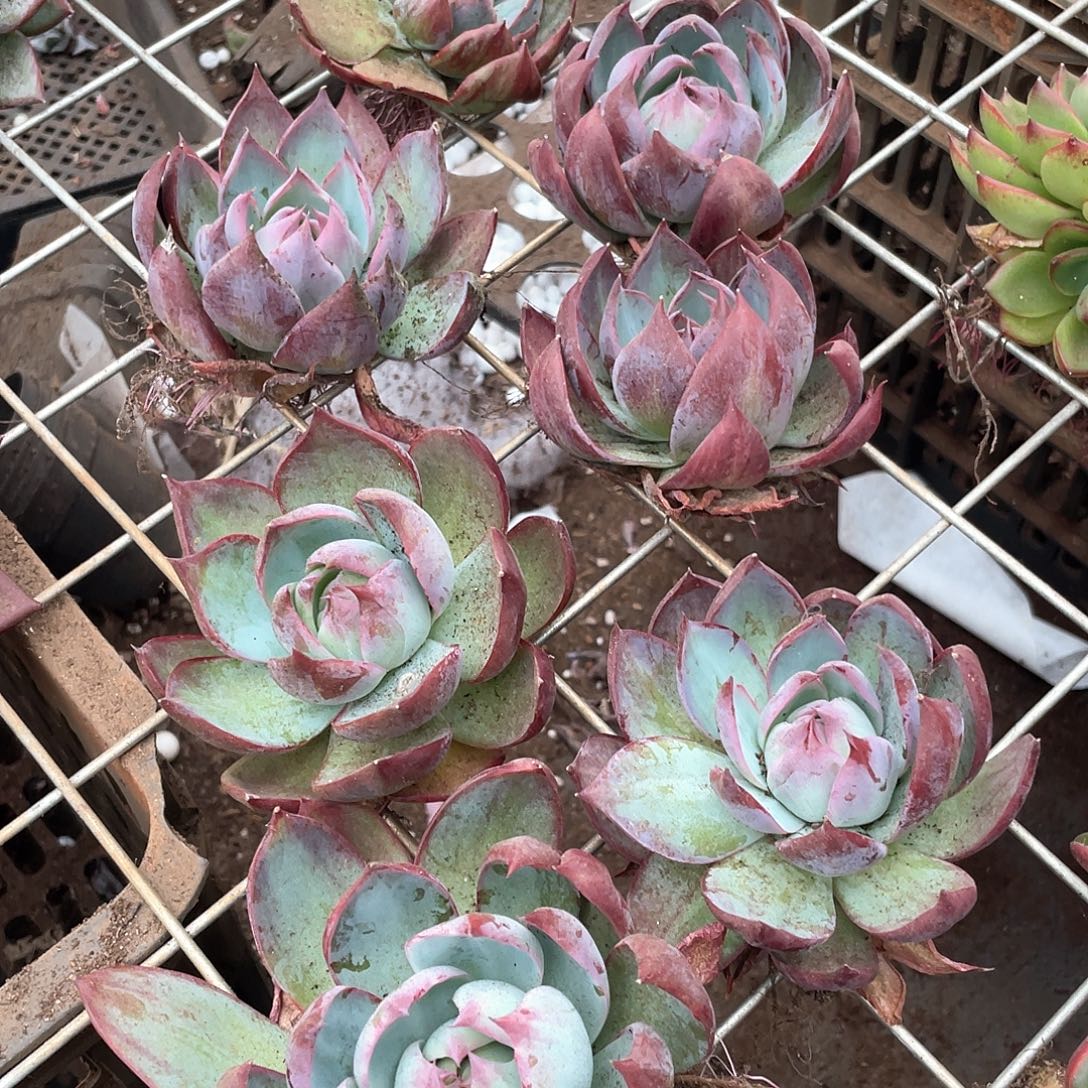 惊鸿仙子单头一颗