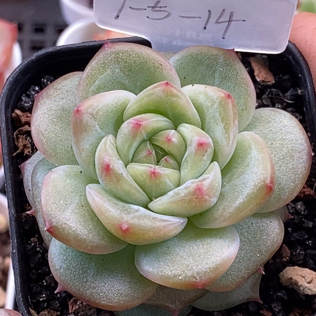 天官赐福百无禁忌