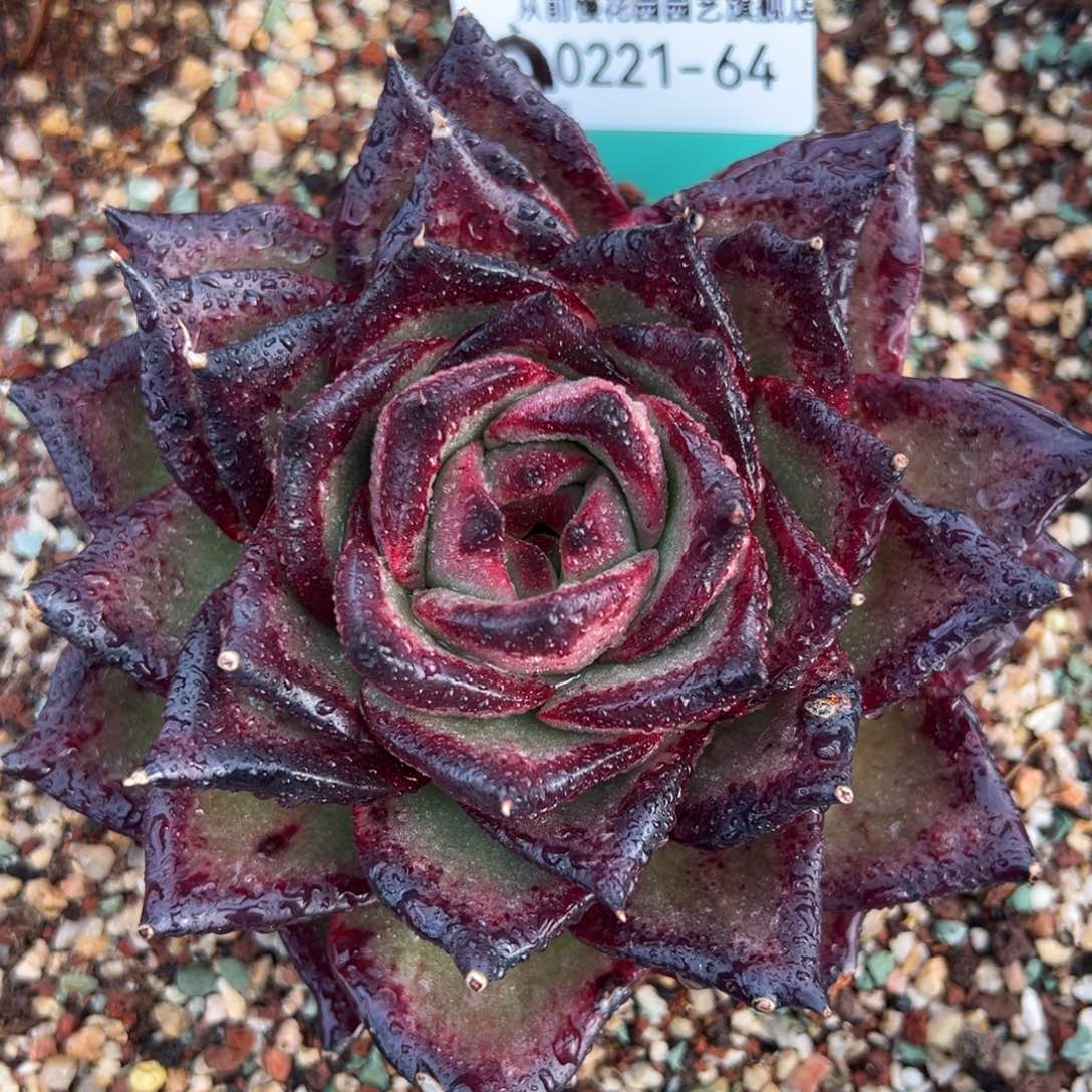 从前慢多肉精选编号0221.64