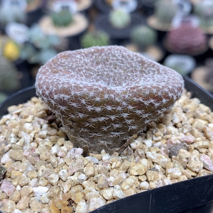 白鸡冠团扇1054号4.5cm