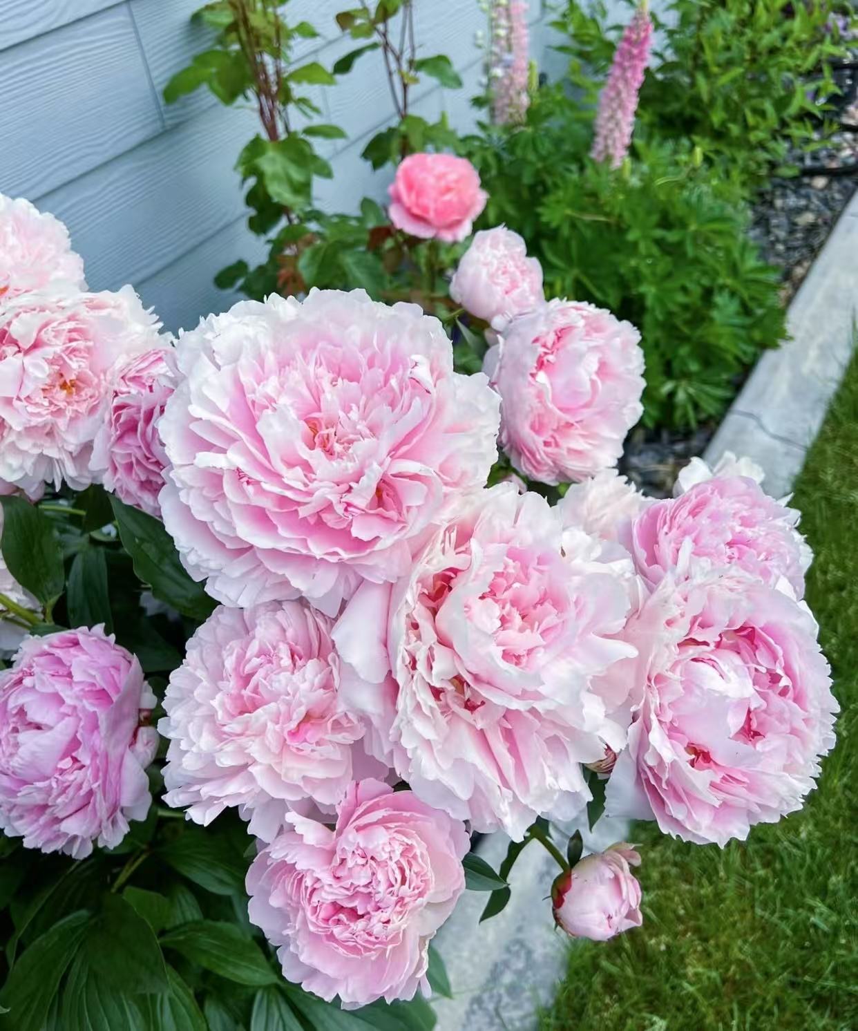 芍药小苗
