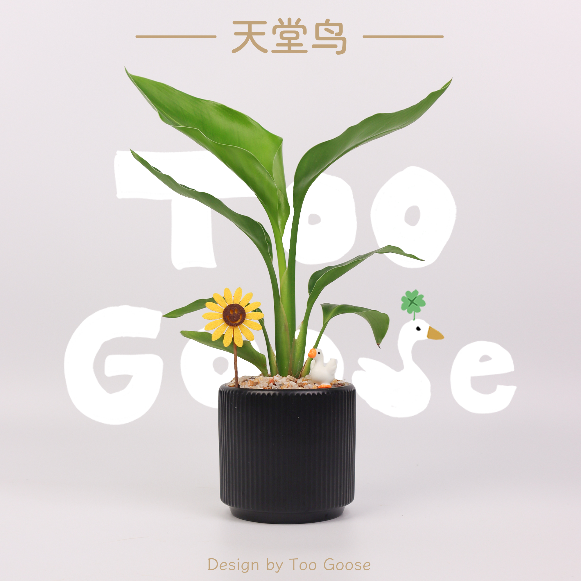【呆鹅家-天堂鸟】室内绿植办公室植物桌观叶好养活净化空气盆栽