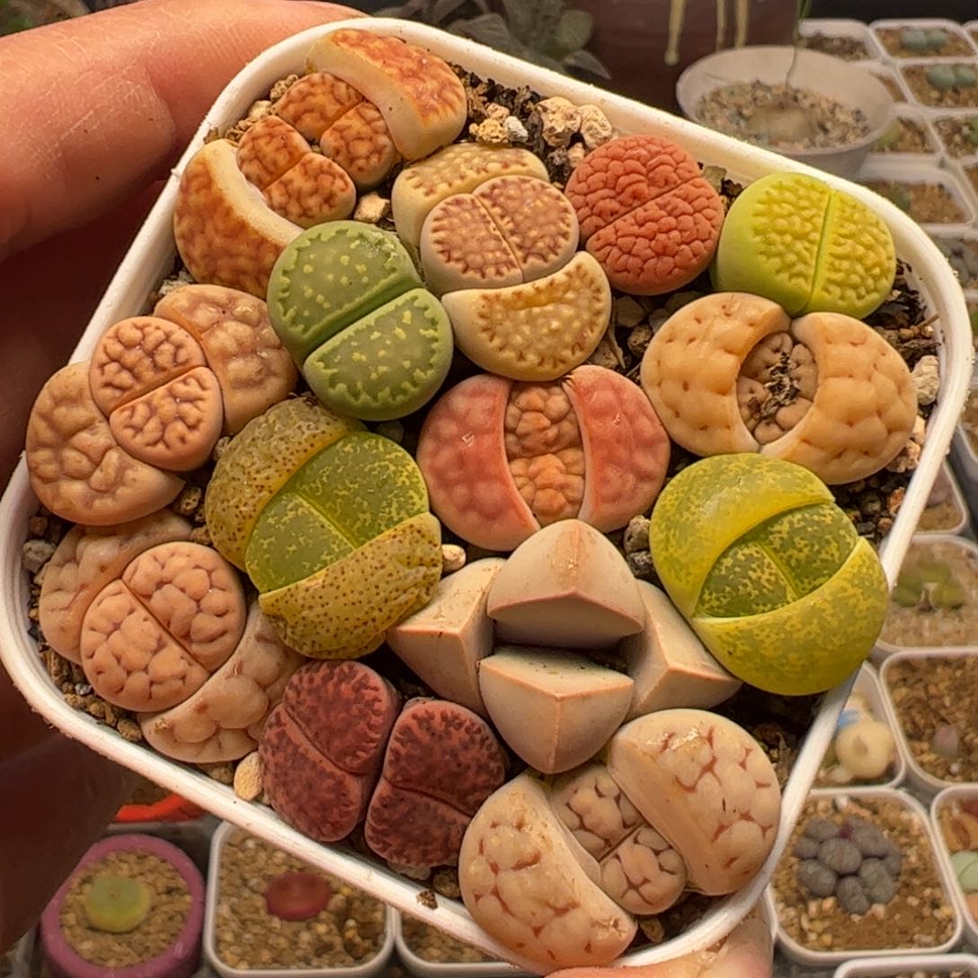母本多肉植物百科