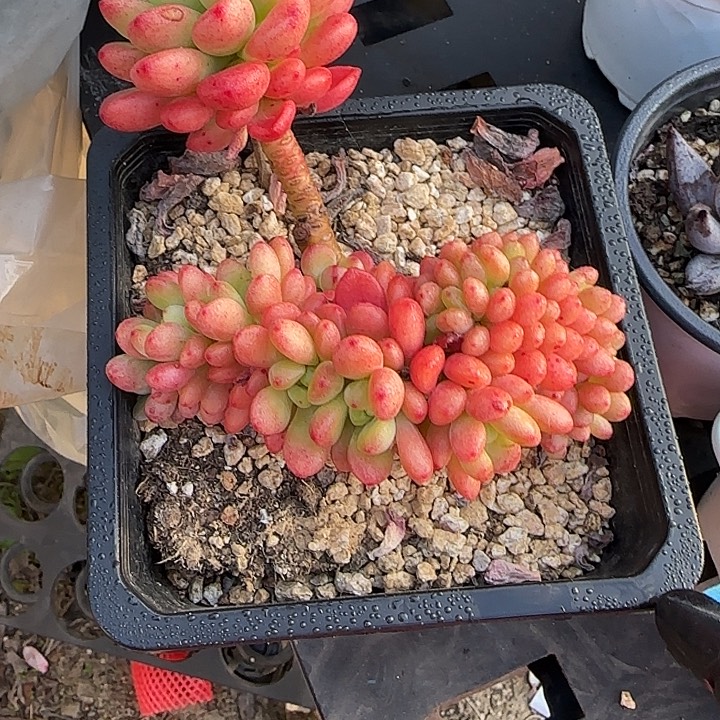 青蛙王子儿童牙膏套装11