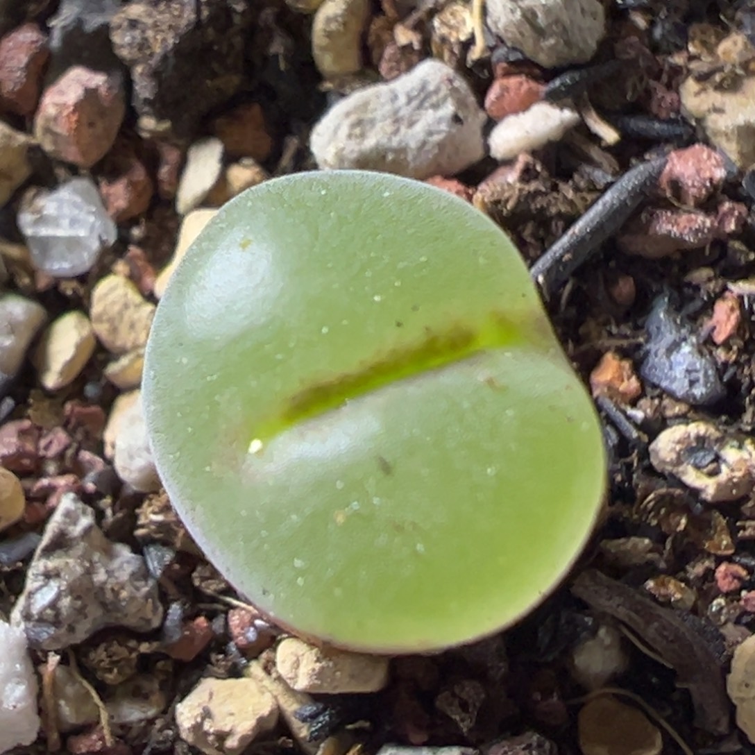 粉红女郎纽扣母本一物一拍