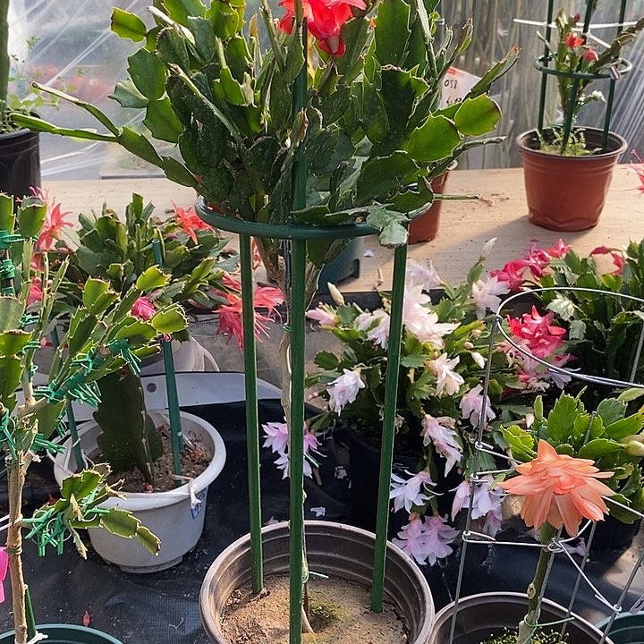 乖*兔双色叶仙嫁接蟹爪兰一物一拍