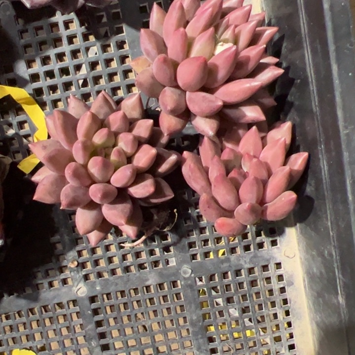 新疆包邮 虞姬单头