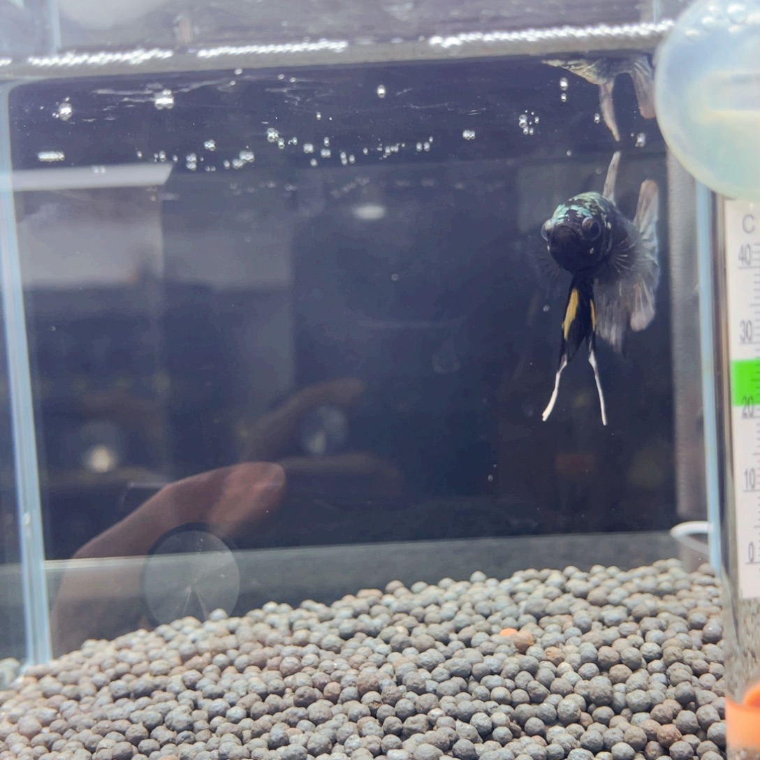 斗鱼速度深深嗯嗯嗯嗯嗯的