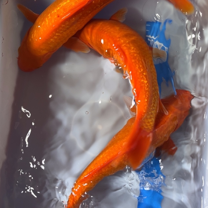 锦鲤锦鲤红白火鲤三色25/30