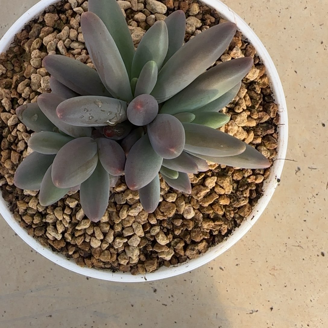 多肉植物好养Y 花