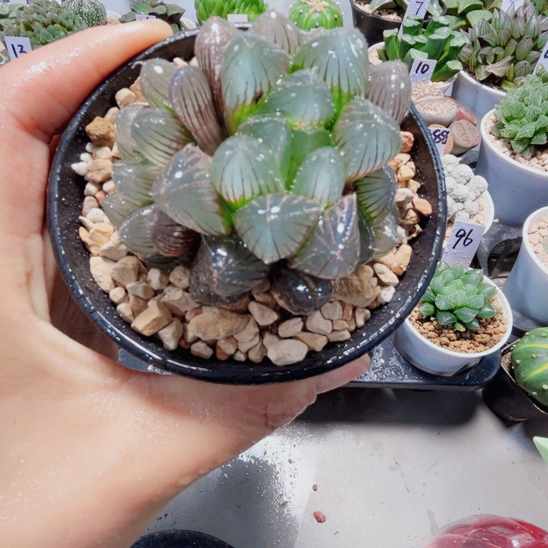 赤线玉露多肉植物6666