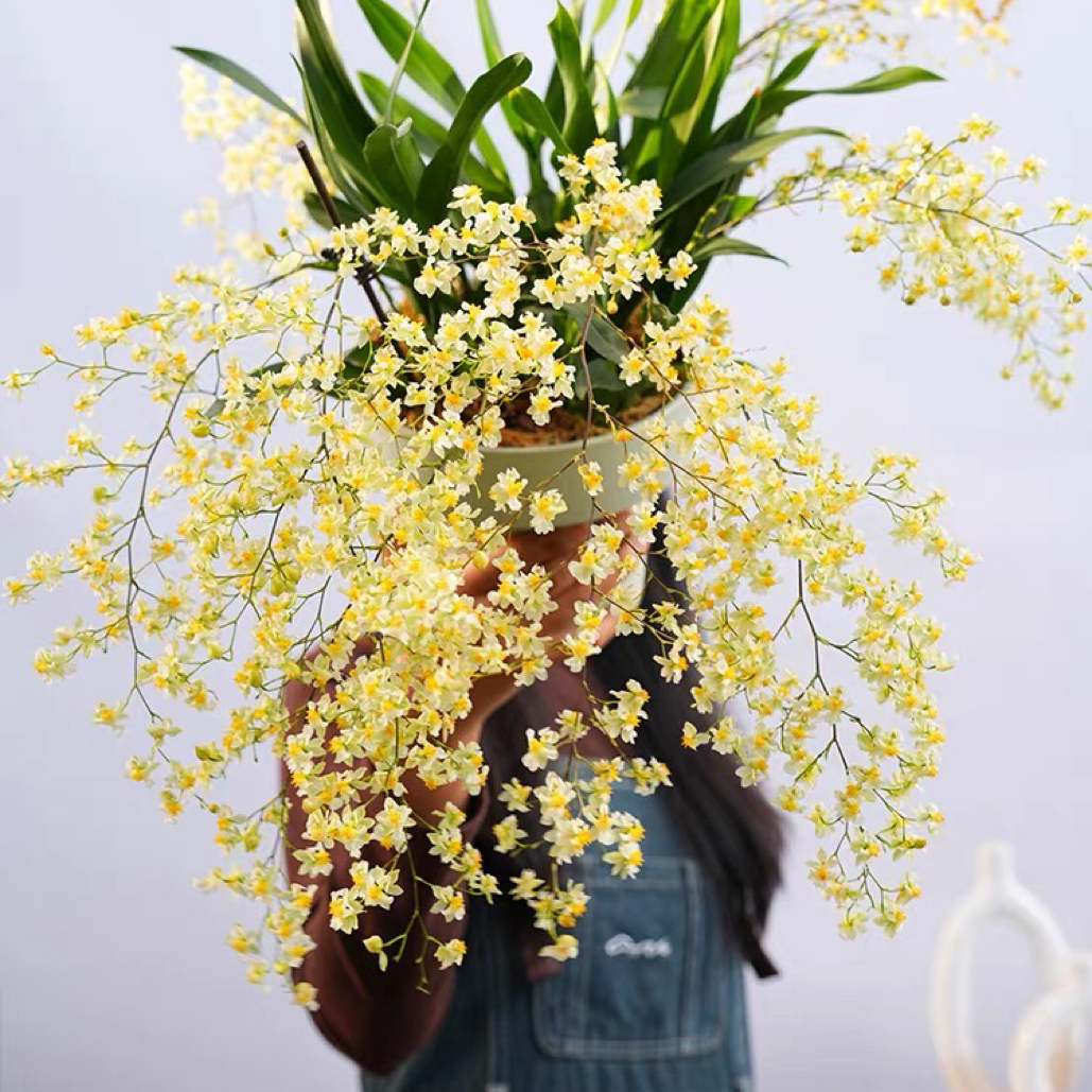 梦香兰【白力士】文心兰室内奶油花香植物