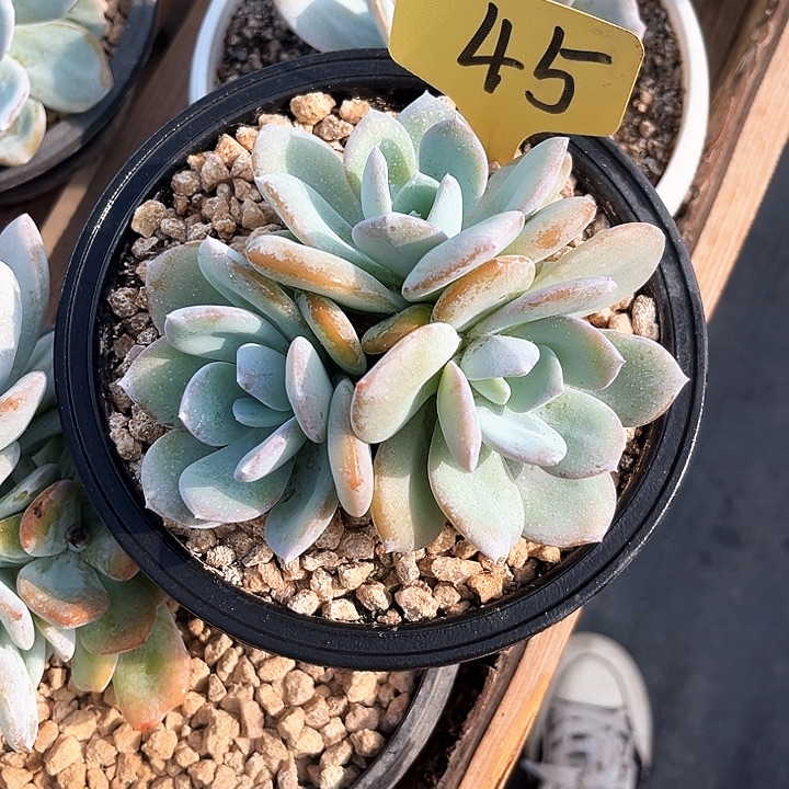 奶茶45号码牌子的话