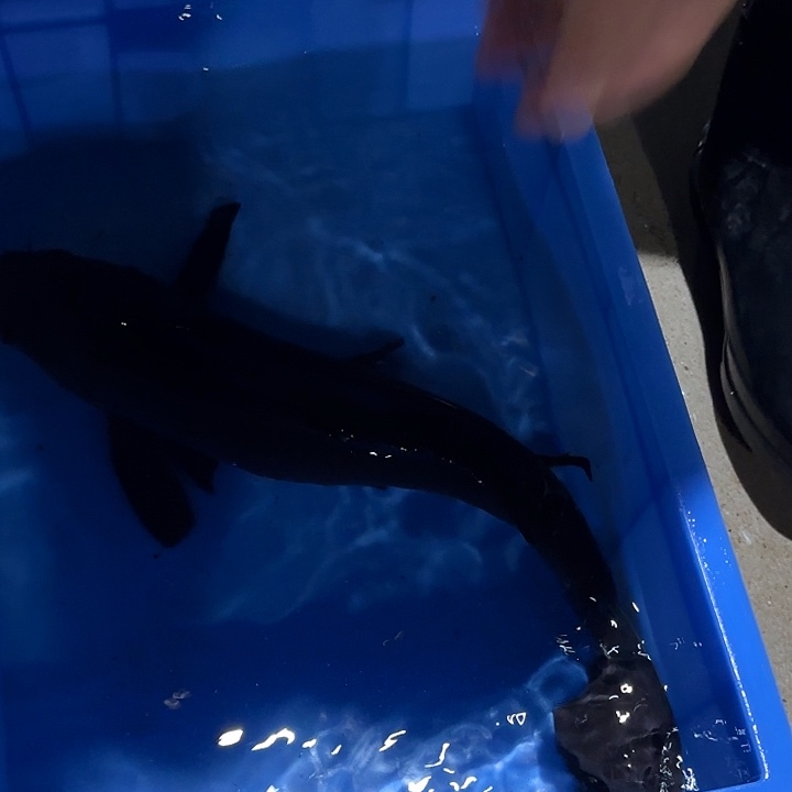 海水鱼赤目芒果黑鲤