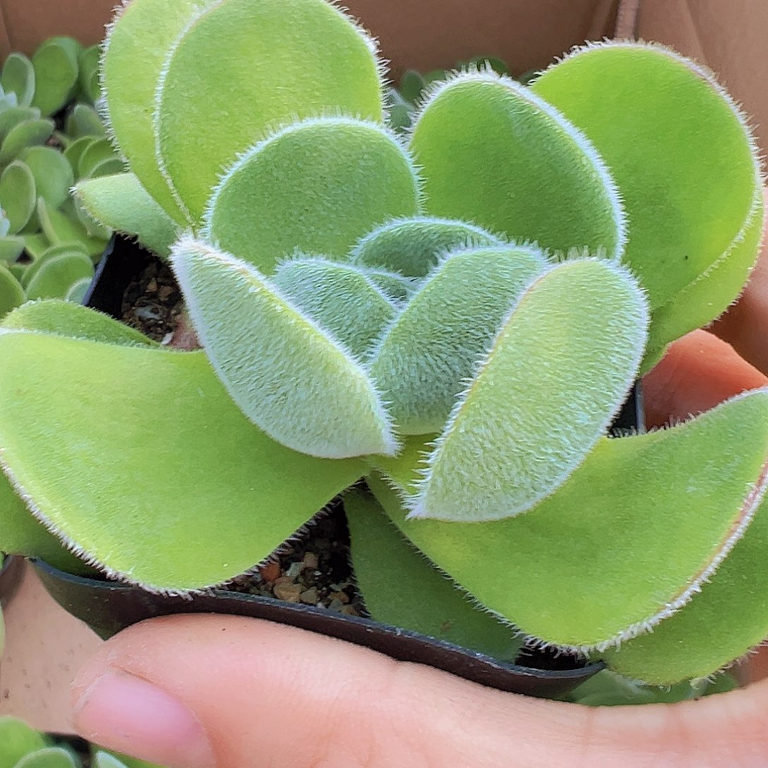 月晕19包邮多肉植物