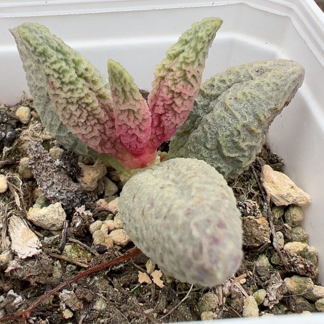 融化纹冰激凌单头纯木质桩