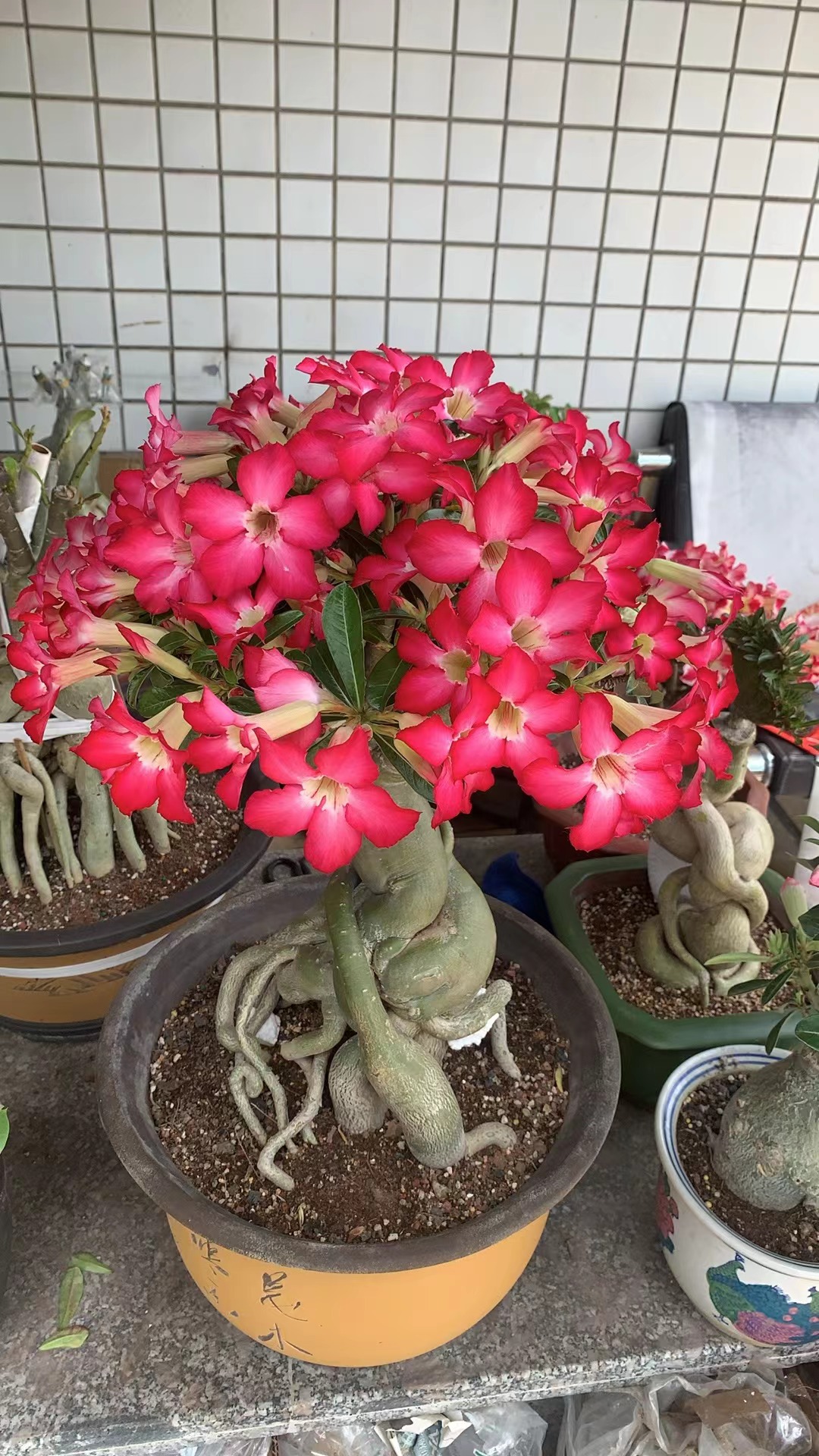 沙漠玫瑰花裸根原老桩 一物一拍