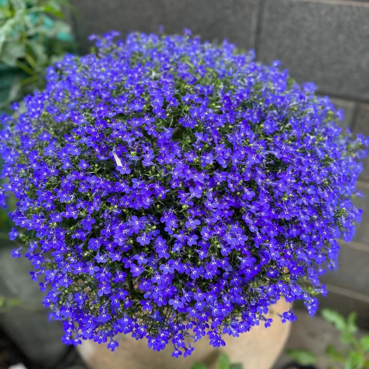 六倍利盆栽爆花机器颜值高长势旺盛室内室外易养发货快