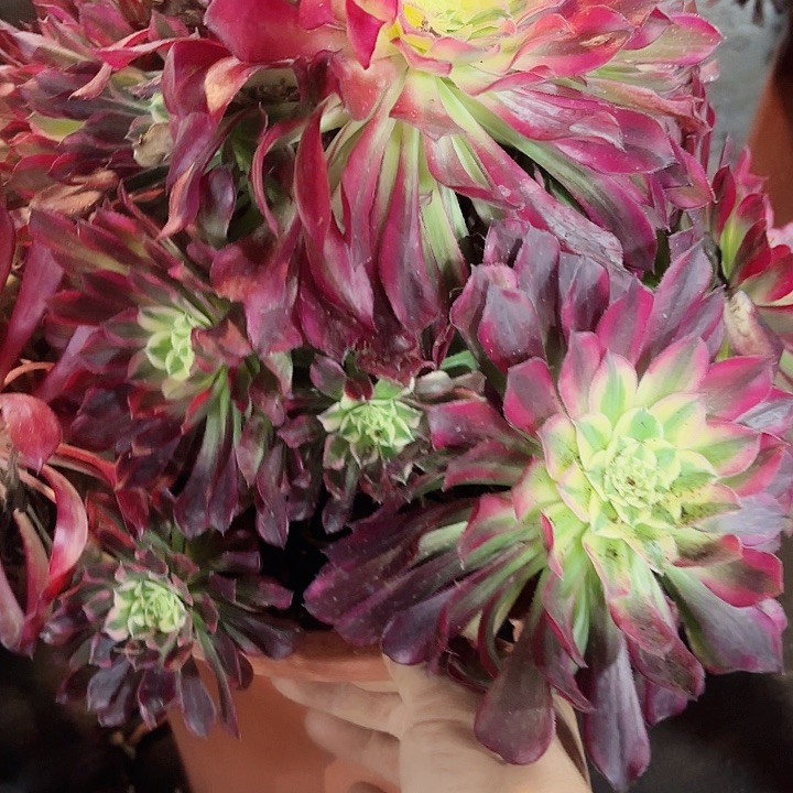 多肉植物天菏绿221