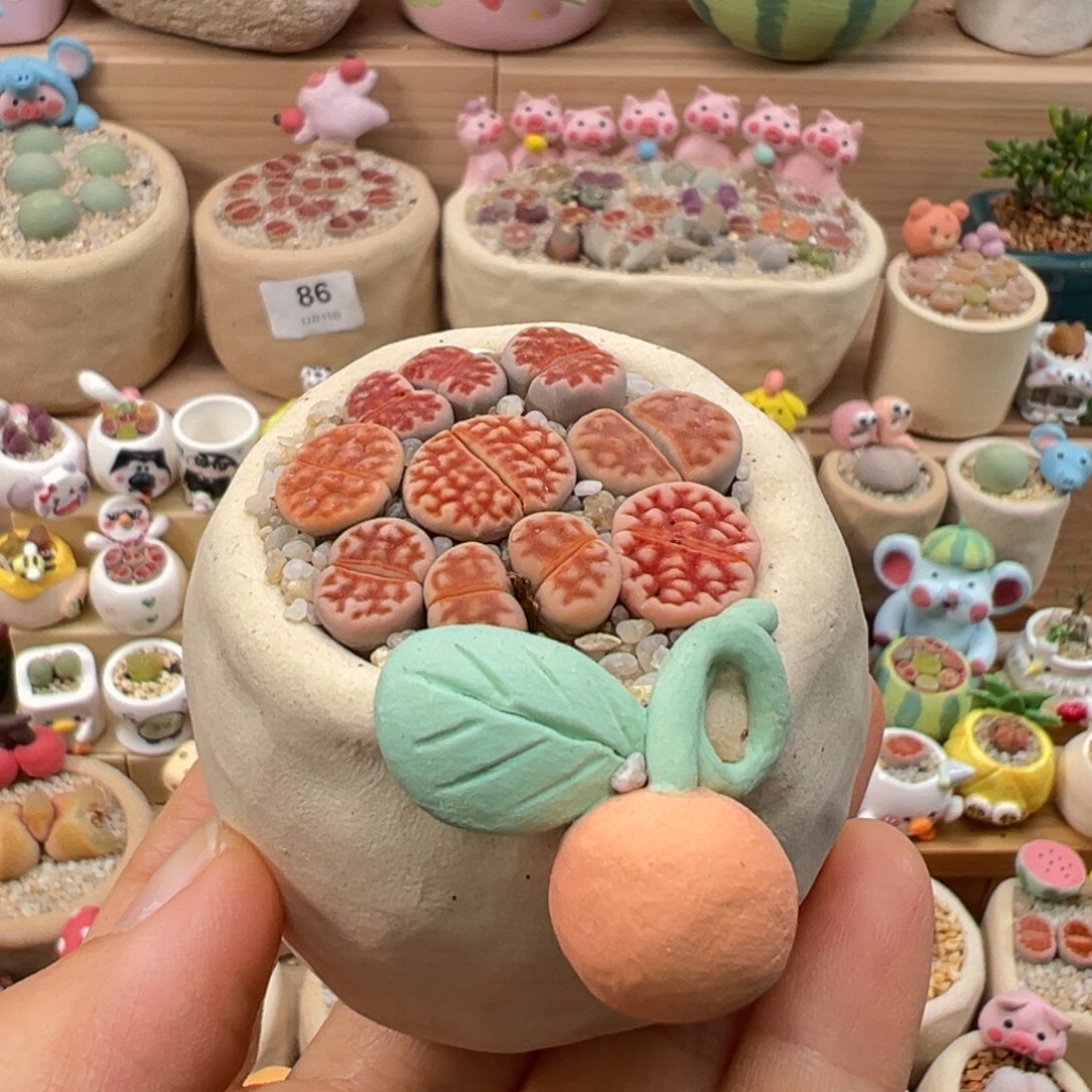 多肉植物152号橘色