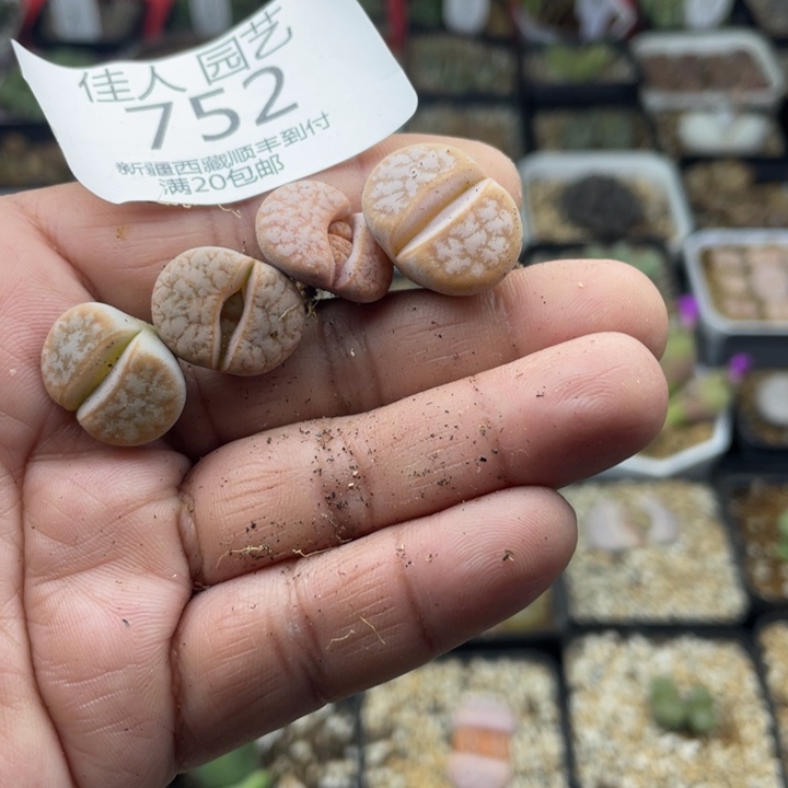 佳人园艺老周多肉上福利啦拿铁752