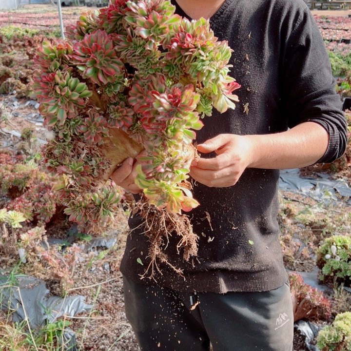 红袖醉话43号多肉法师