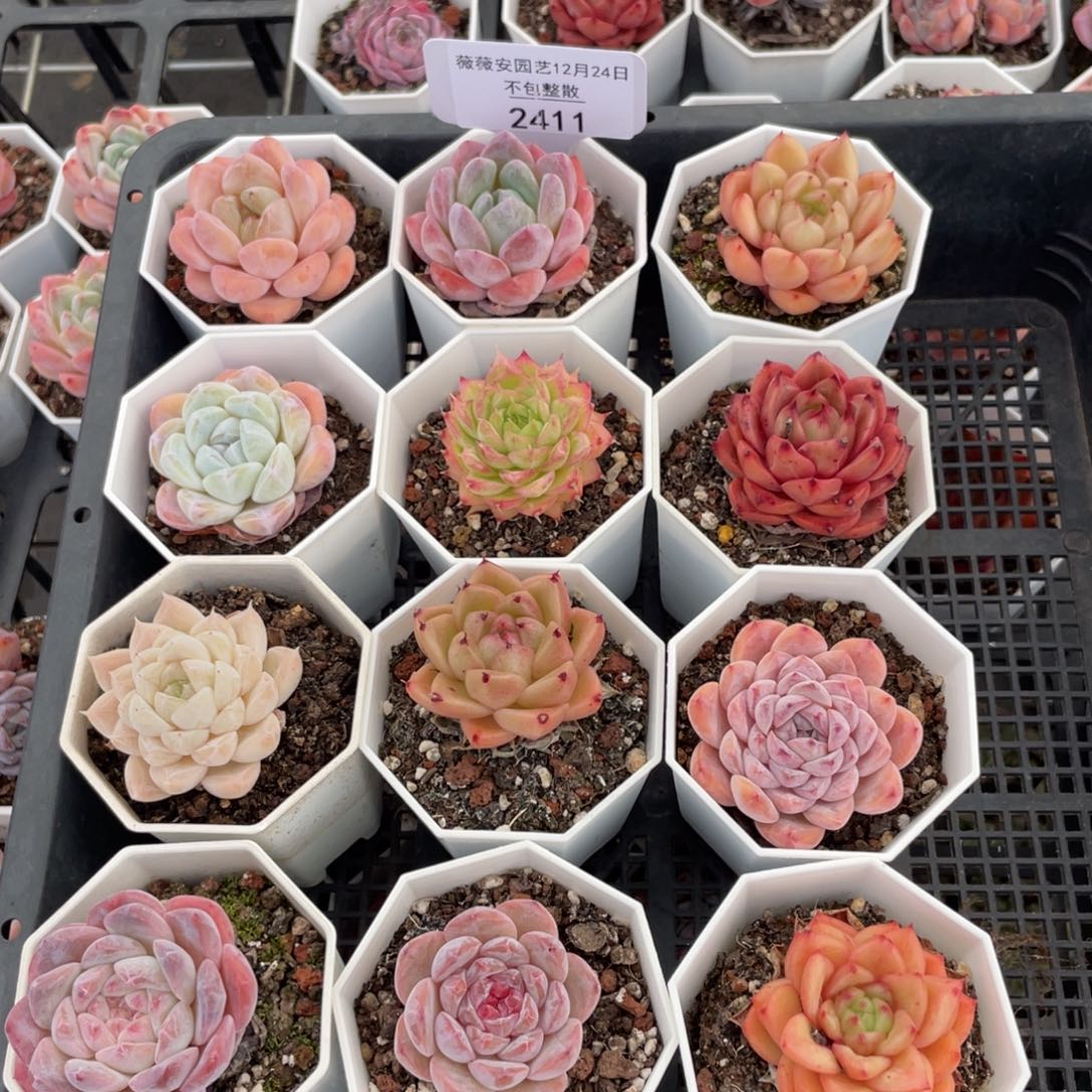 不包整散 盆子不售后2411