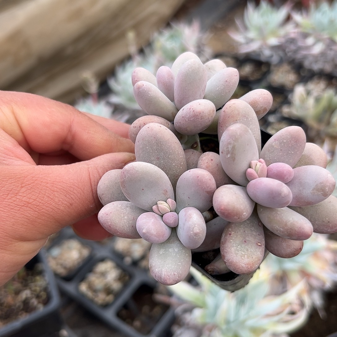 多肉植物鸡蛋奶酪
