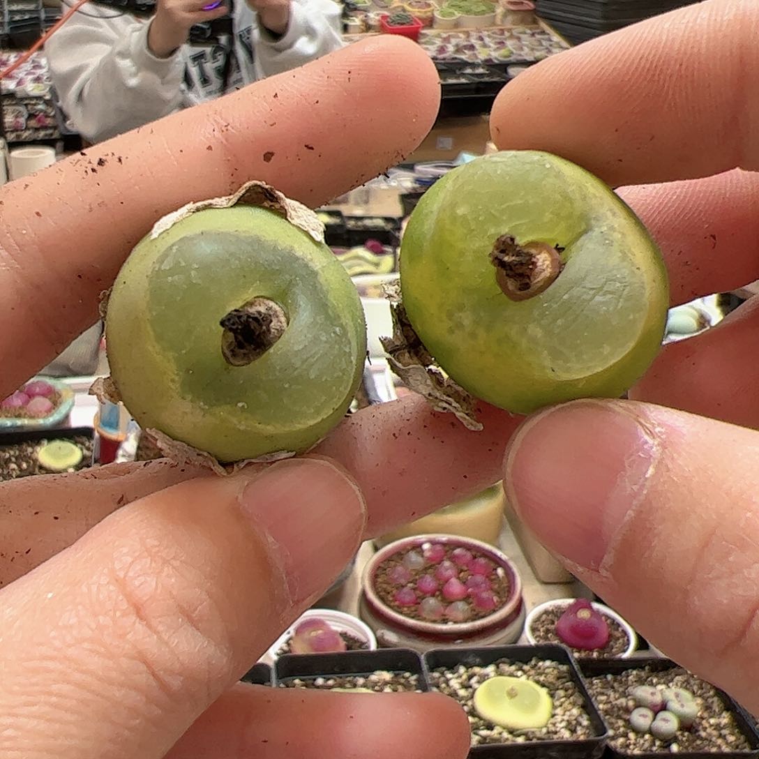 【闪购商品】21 o泡