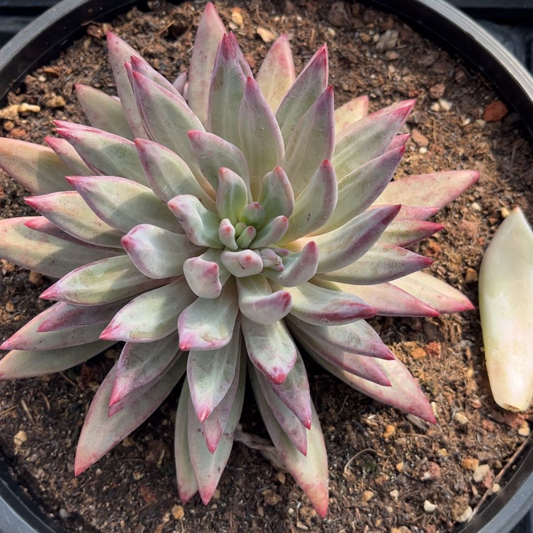 虞美人紫体脱土发货