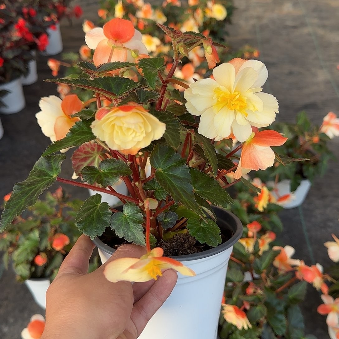 一代白盆浓香白桃 球根海棠