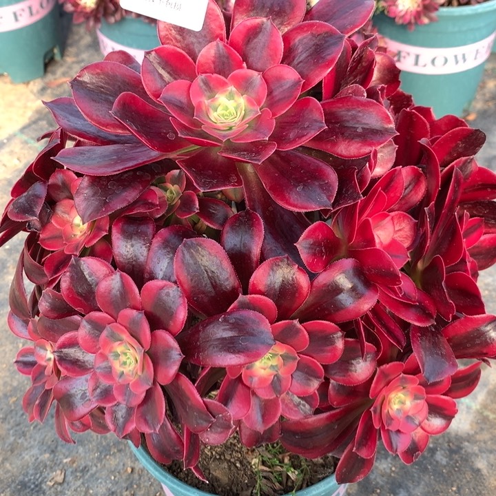 090美杜莎多肉植物