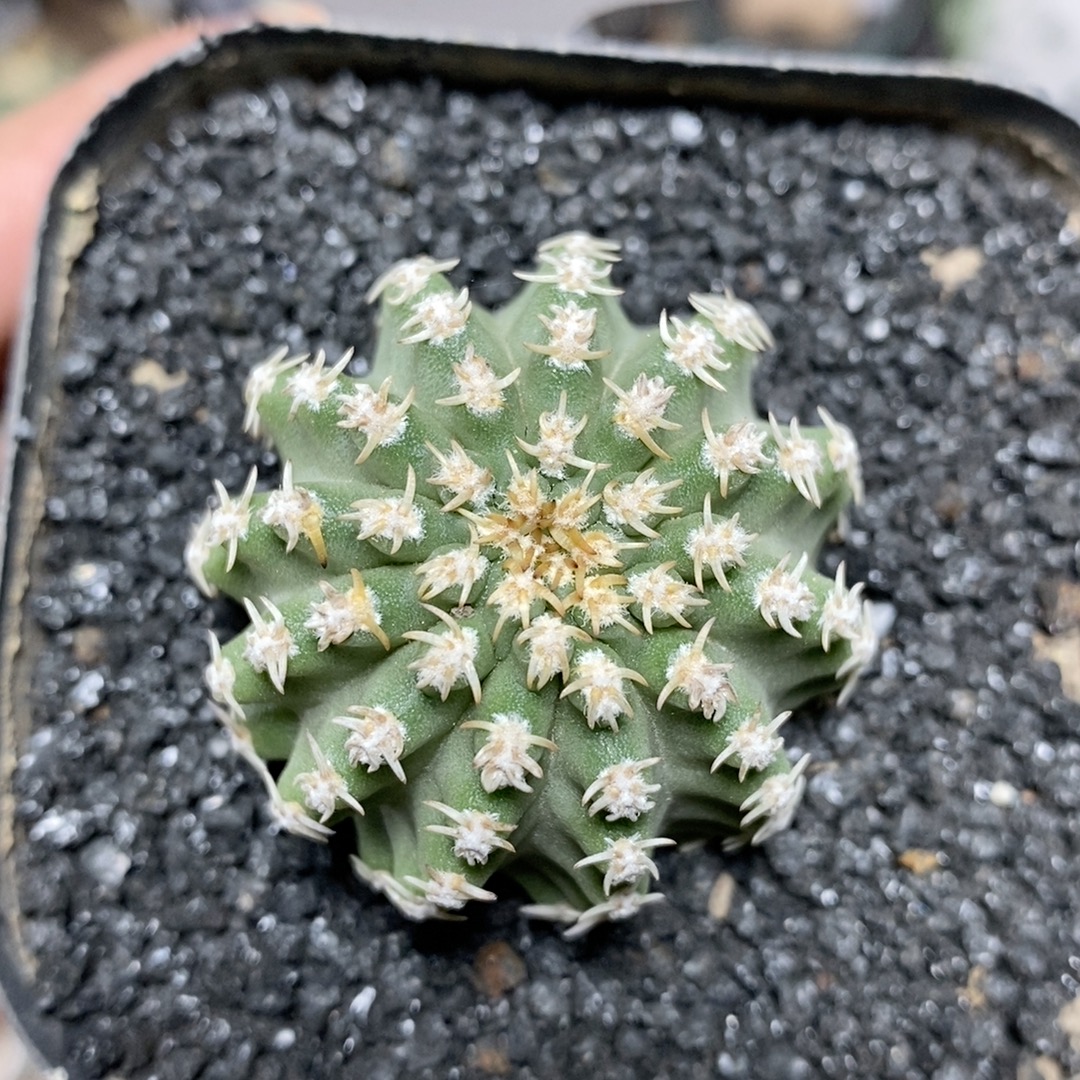 146号实生七巧柱4cm