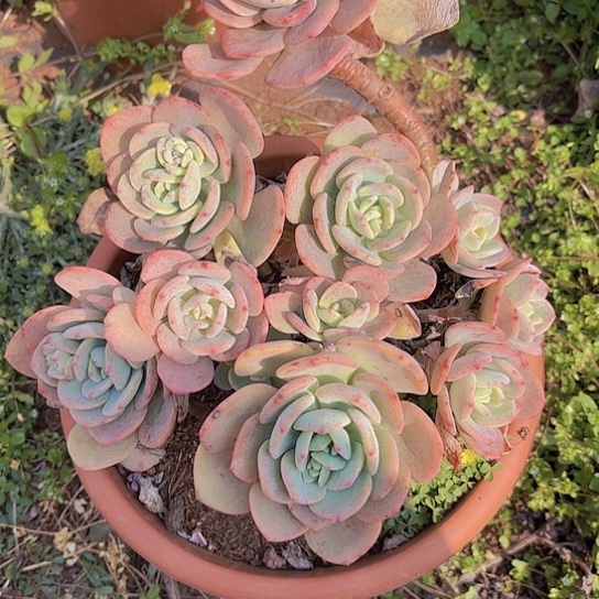 多肉植物。。。。。。，，。。。。。。。。。