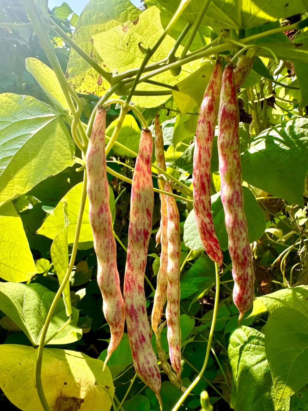 【田云昊专属】兴山特产农家干昭君眉豆现晒豆角口感劲道炖肉必备