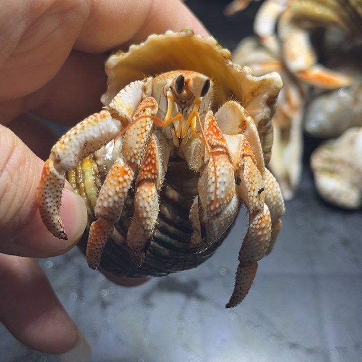 闪3号毛球2.5口径
