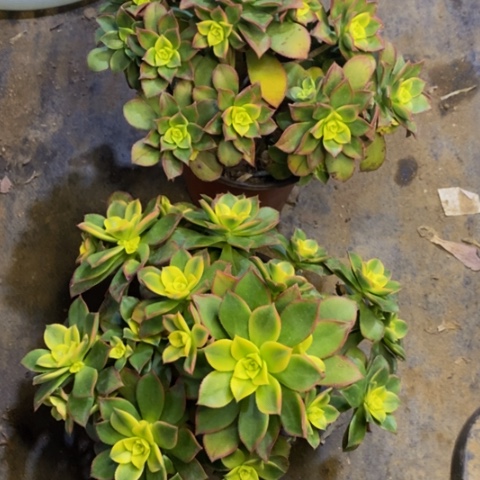 两盆多肉植物2914