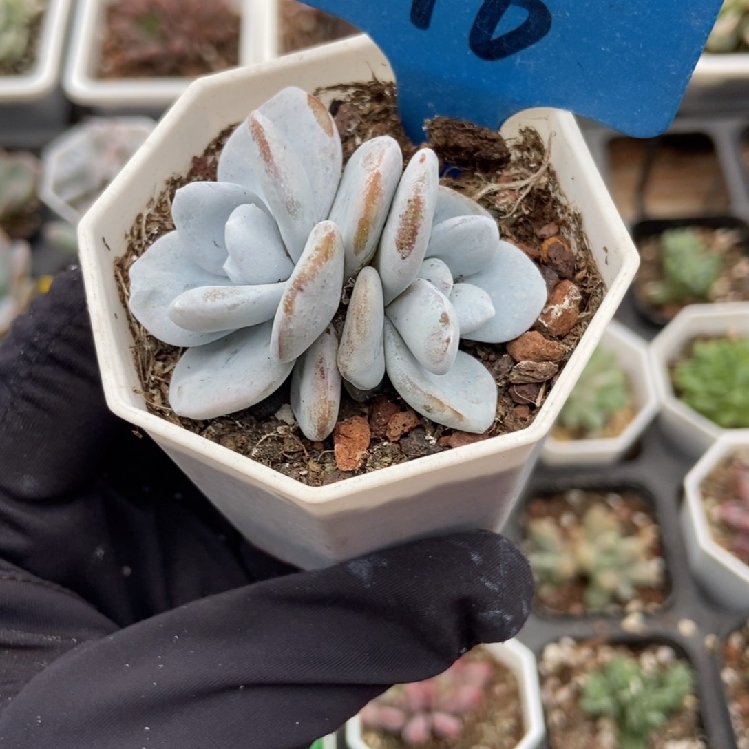 116雪莲多肉植物保护