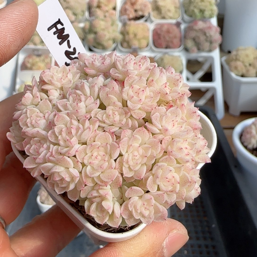 咸***粥【闪购商品】0125-97（fm-234）